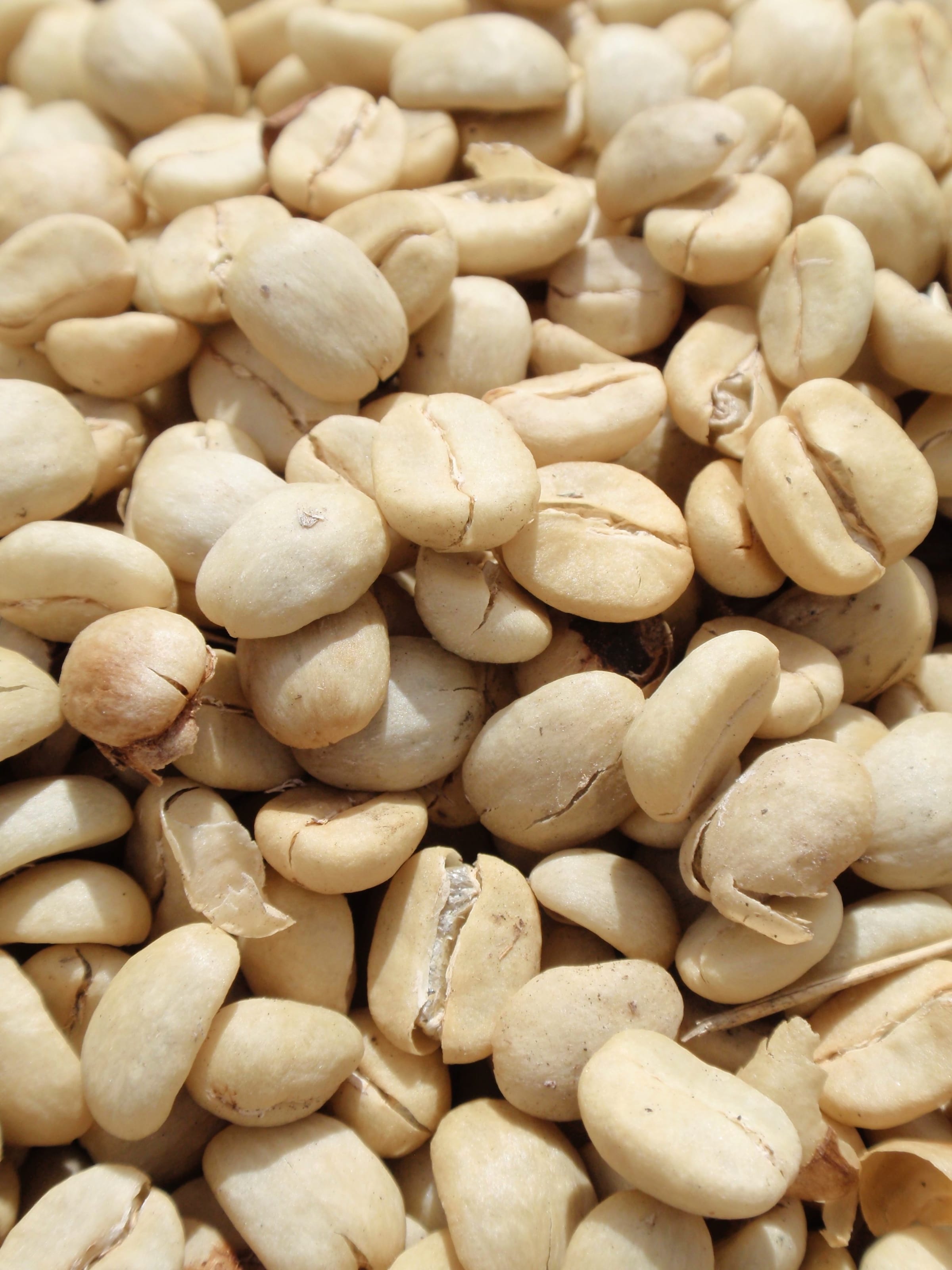 Coffee beans spread out to dry in direct sunlight.