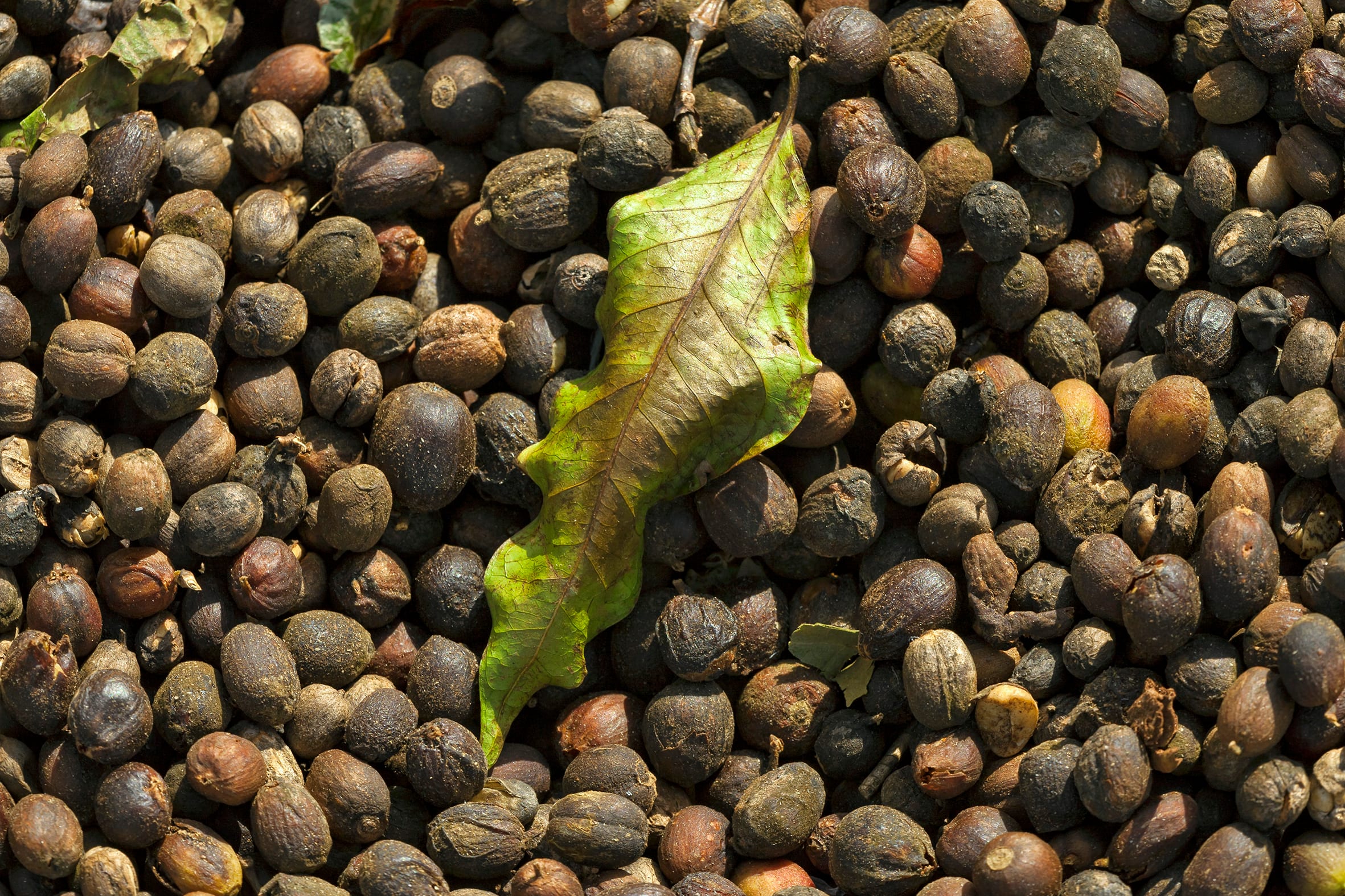 Coffee drying in the sun on a terreiro, the traditional paved drying patio.