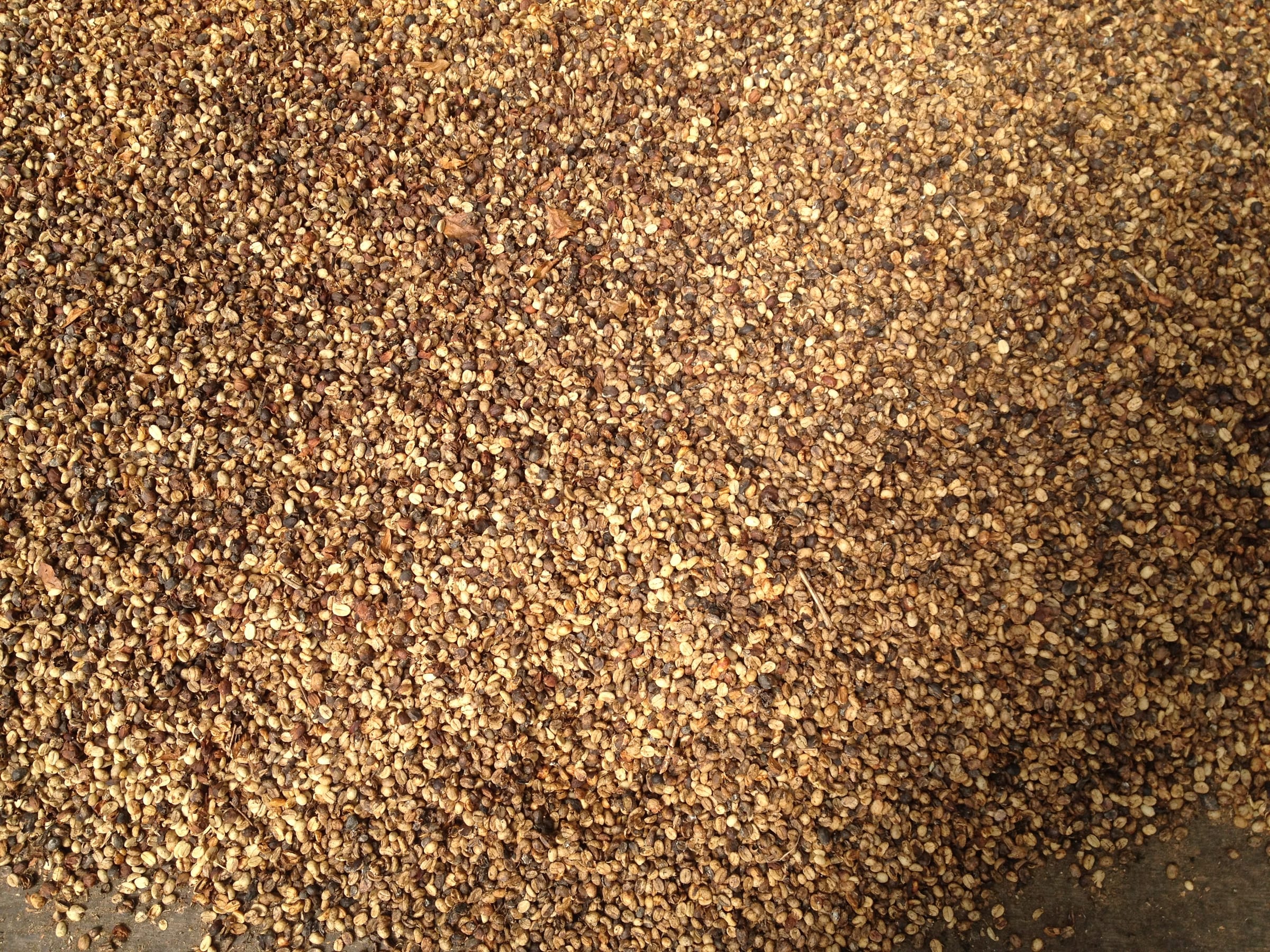 Unroasted green coffee beans, pale and matte before roasting.