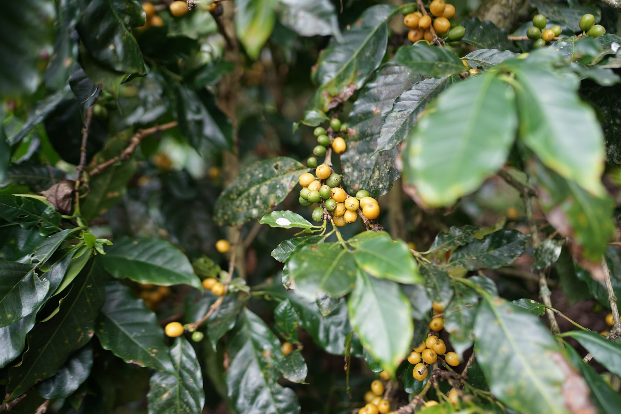 Yellow and green coffee cherries ripening on the branch of a shade-grown coffee plant, leaves wet from rain.